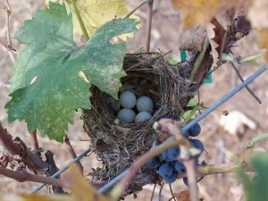 Bird nest, containing 4 light blue eggs, amid the Cabernet Franc vines during harvest.