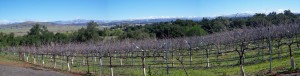Panoramic view of the Cabernet Franc vineyard as seen from the tasting veranda.